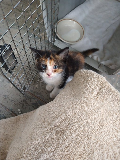 marfita's tweet photo. "I need a home." https://t.co/vk2KRKUJDu
