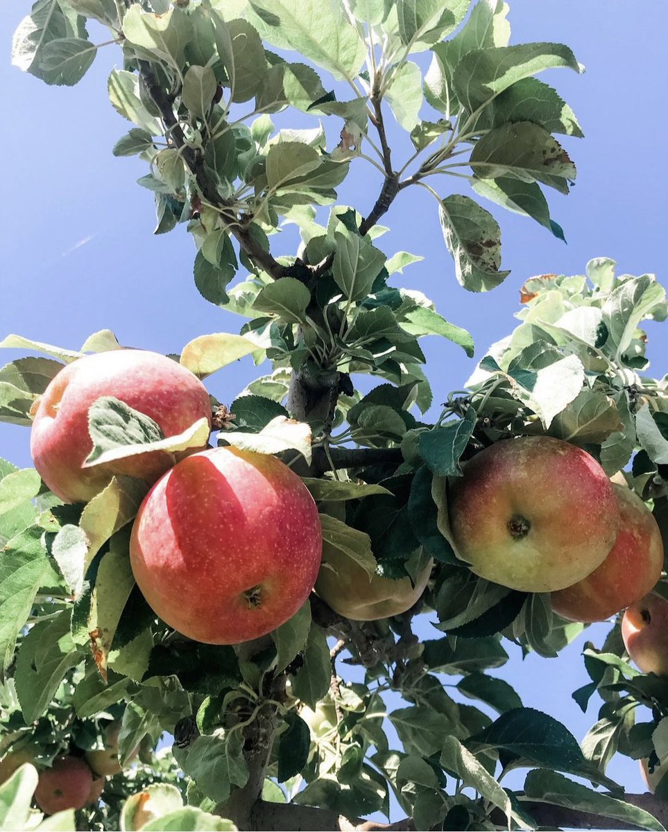 WackyApple's tweet photo. Oh how we love the days with apples on the trees, ripe for the picking; blue skies, bright sunshine and fresh fall air. ❤️🍎🌞🌳 #appleseason #organicapples #applefarm #organicfarming https://t.co/1EjJiXJR8k