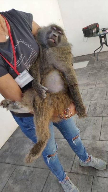 StopCamarles's tweet image. 8 de los babuinos de la Universidad de Murcia (@UMU), fueron torturados durante un año en otro inútil e indescriptiblemente cruel experimento antes de ser asesinados y descuartizados.

Por favor, pide a la @UMU que acabe con estos horribles experimentos y que permita que el resto…