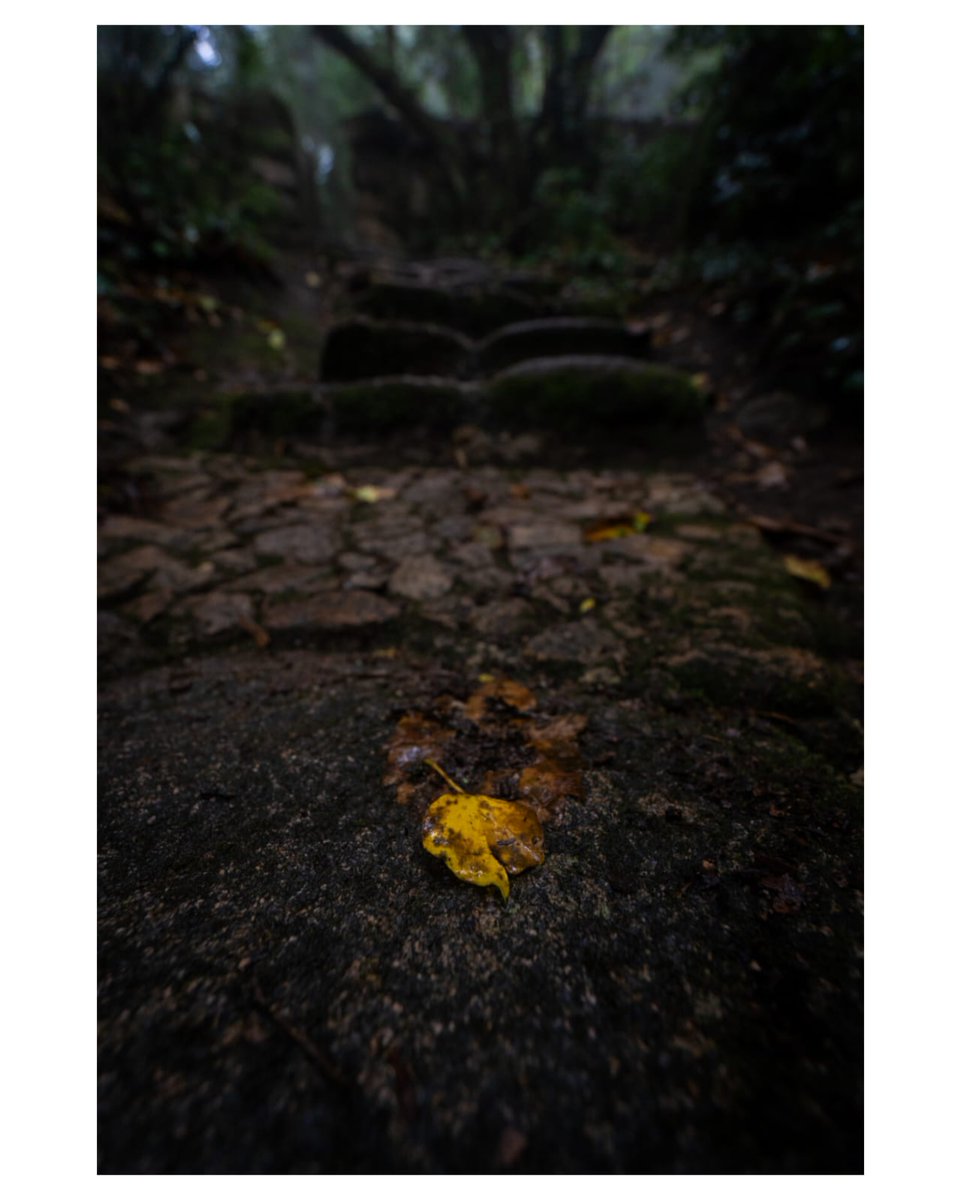 'Happily finding the first turning of autumn on the winding paths that weave their way through history, then deeper still we go into the forest as the horizon of trees gets lost in the mist.' From our latest video in Sintra-Cascais Natural Park #portugal youtu.be/B1f1VHhROWU