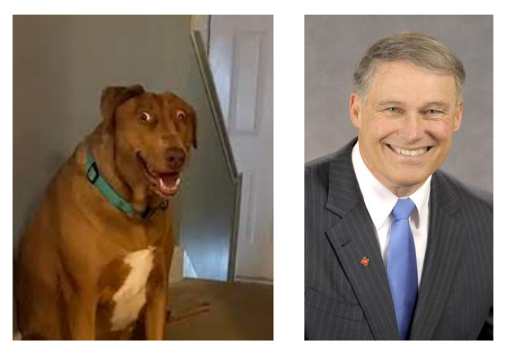 ChevroletGang's tweet photo. look how much this dog looks like @GovInslee @JayInslee Probably has as much brain cells as him which is like none lmao https://t.co/aaX3X82iYM