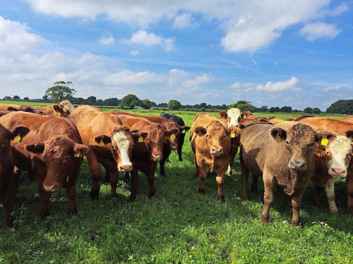 🖊️OLMC store stock
👉olmc.co.uk/peter-jones-st…