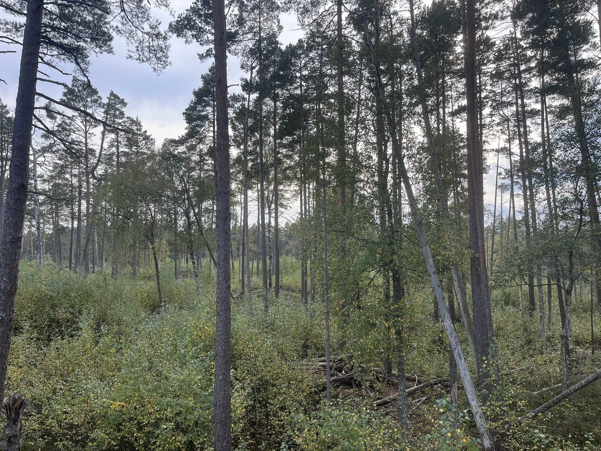 LabIF_UCO's tweet photo. ¿Tiene Suecia problemas de incendios forestales?
Hoy nos encontramos observando la evolución de la vegetación por estas latitudes, en el marco del proyecto @FirEUrisk https://t.co/Nygs67eUNH