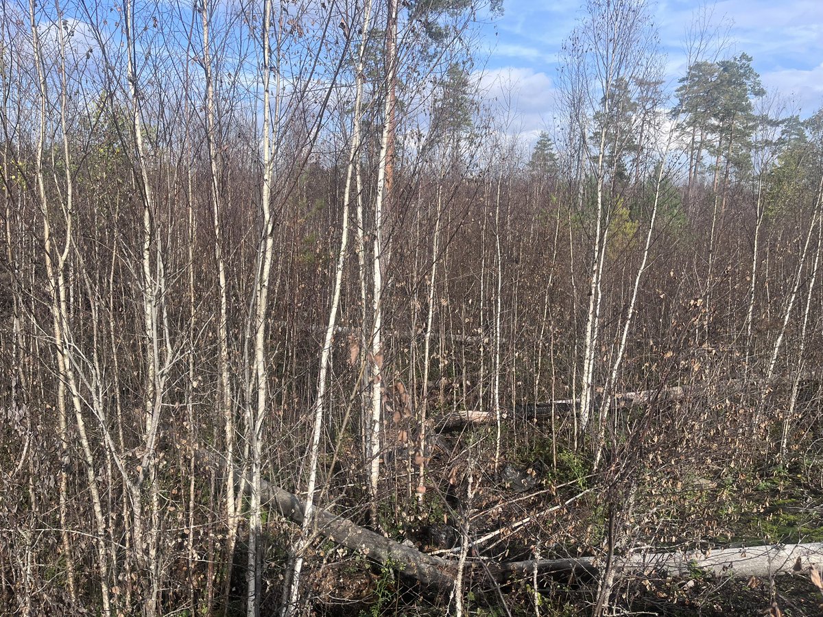 LabIF_UCO's tweet photo. ¿Tiene Suecia problemas de incendios forestales?
Hoy nos encontramos observando la evolución de la vegetación por estas latitudes, en el marco del proyecto @FirEUrisk https://t.co/Nygs67eUNH