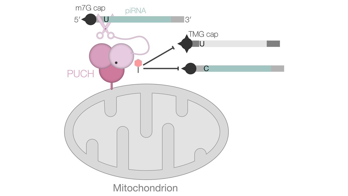 Just published <a href="/Nature/">nature</a>: Perutz PI Sebastian Falk @TheBrainOfPinky and René Ketting @KettingLab <a href="/imbmainz/">IMB Mainz</a> reveal a potential molecular link between innate immune responses to invading pathogens and mechanisms that control transposable elements.
<a href="/univienna/">Universität Wien</a> tinyurl.com/yvadawcs