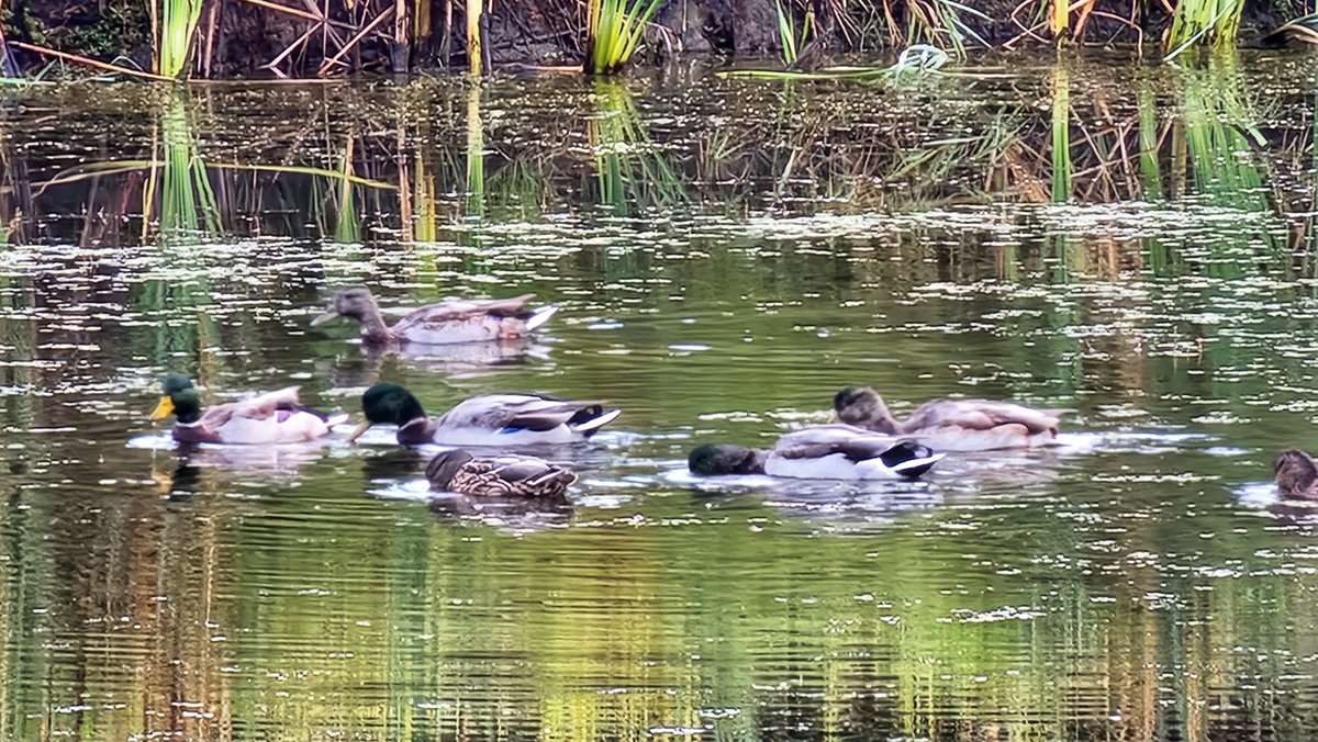 psuweatherman's tweet photo. Morning light after another soggy night. Saw a few ducks too. #orwx #smithrivercomplex https://t.co/jhUU0bsn4I