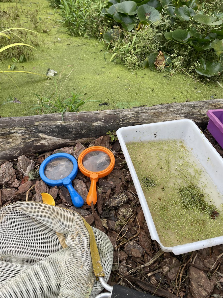 _MrsTilley's tweet photo. Pond dipping with Year 6 this afternoon 🔎 excited to see what we find and make scientific links to their living things and evolution unit 🔍🍃🌱 https://t.co/jWFK0AXPO4