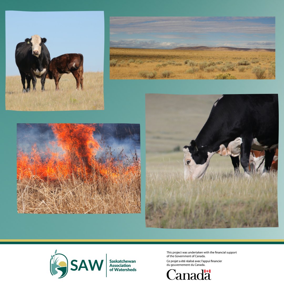 SAWatersheds's tweet photo. #DYK that native prairie contains more soil organic carbon than other ecosystems? Prairie plants have adapted to fire &amp; grazing by developing deep roots. Their root systems deposit carbon deep into soil 

#morethanjustranching  #SaskAg #Eatbeef #agmanagement #storingcarbon https://t.co/KFGmByIEMJ