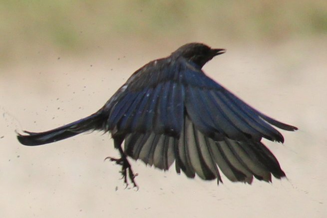 sputterfuss6's tweet photo. #bird #birdtwitter #flight #photography #veryclean #bluebird #winged https://t.co/ynbeFPeOwe