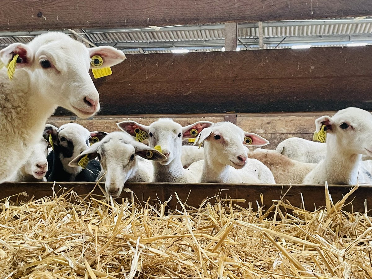 dupire_olivier's tweet image. Immersion dans la #Vienne avec le Groupe Technique National #INOSYS ovins viande 🐑 
Passage à la 🔎 des systèmes ovins-cultures : autonomie alimentaire ☘️, économie &amp;amp; organisation du travail 
Merci aux éleveurs partenaires 🤗