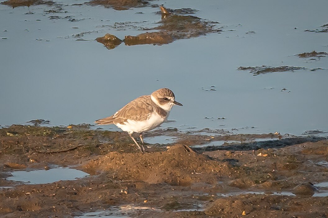 Kentish plover