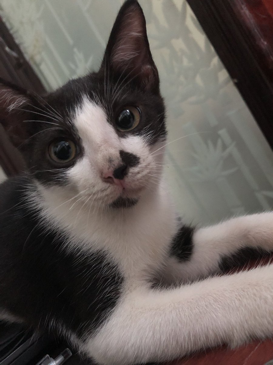 WatariWataruru's tweet photo. What's wrong with my cat? https://t.co/4mFj8gukPp