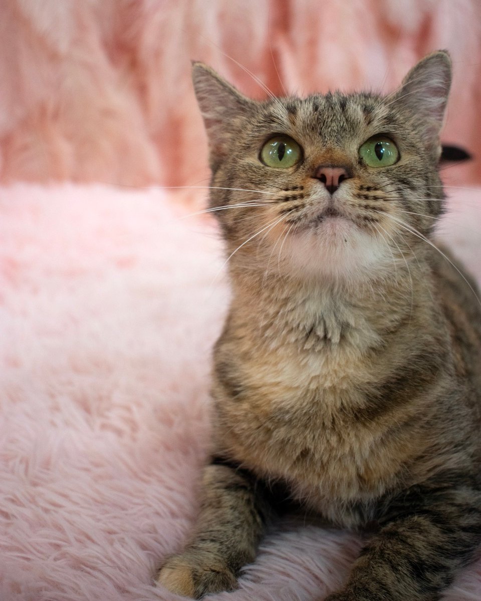OpenDoorAnimals's tweet photo. 🌟⭐️⭐️⭐️⭐️ Brigid is a one-of-a-kind, high-quality and adorable cat! Perfect for parties,  families and introverts. She's the ultimate cuddle buddy and at just $75 for adoption, she's a steal! Meet Brigid today. 😻 #AdoptBrigid #CuddleExpert #CatLovers https://t.co/lpZgIF5TT3