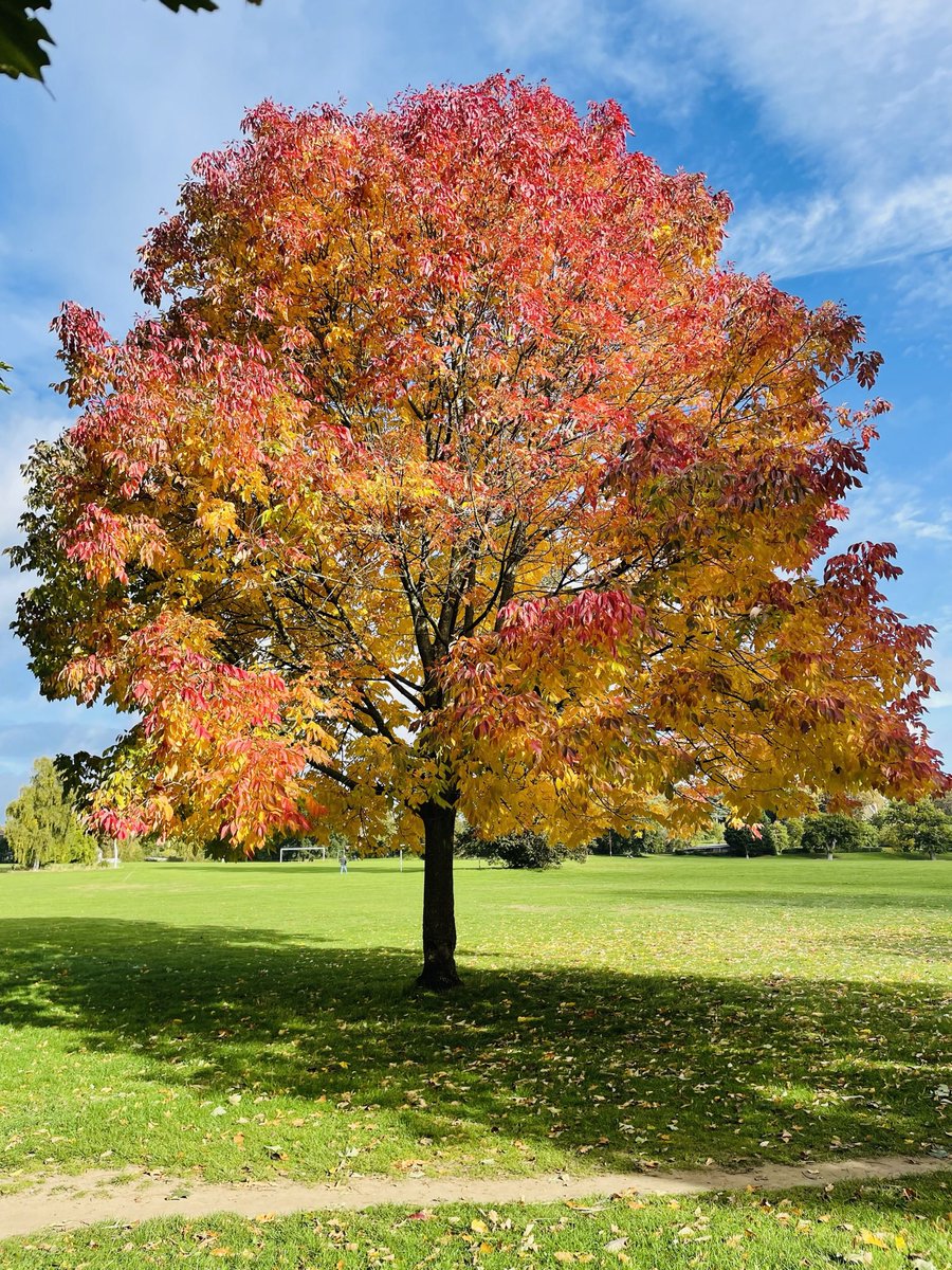 kirsten_fernand's tweet photo. @WLH1972 #FavouriteTree my newest fav and oldest fav https://t.co/CnOVSSvxVA
