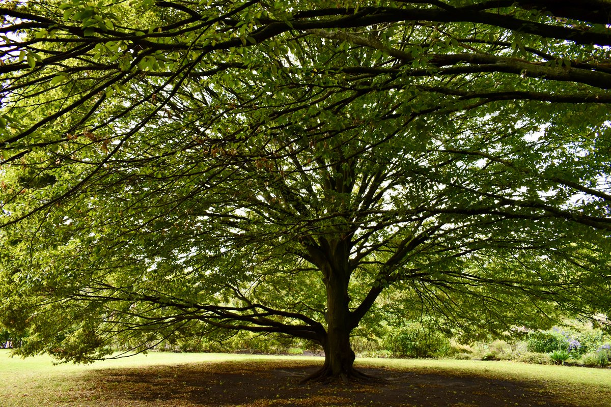 kirsten_fernand's tweet photo. @WLH1972 #FavouriteTree my newest fav and oldest fav https://t.co/CnOVSSvxVA