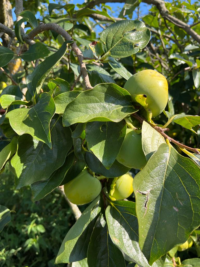 Exkursion Nr. 3: #Streuobst traditionell und modern. Auf jeden Fall #lecker!
#forumagroforst #freiburg #Obstanbau
