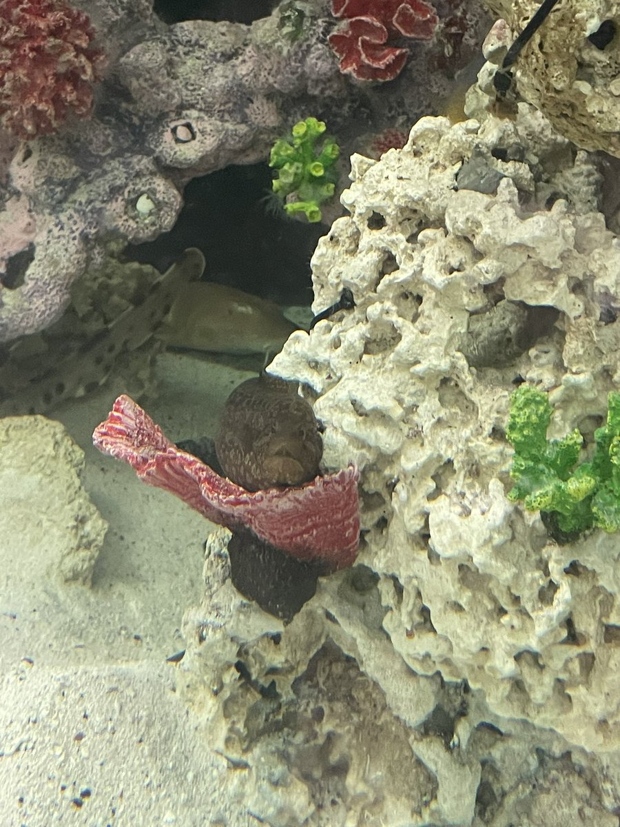 Hanging out with the Green Wolf Eel Blenny this morning!