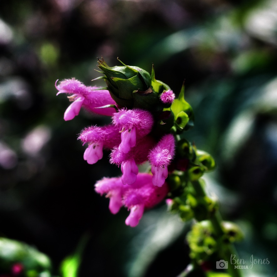BenJonesMedia1's tweet photo. Absolutely mesmerized by the total radness of this plant! 😍🌿✨

#BotanicalBeauty #NatureMagic  #photooftheday  #photography  #picoftheday #radness #rad #photooftheday #photography #picoftheday #nature #photo #capture #naturephotography #beautiful  @atlbotanical_gv @AtlBotanical https://t.co/VD5LdFXd8g