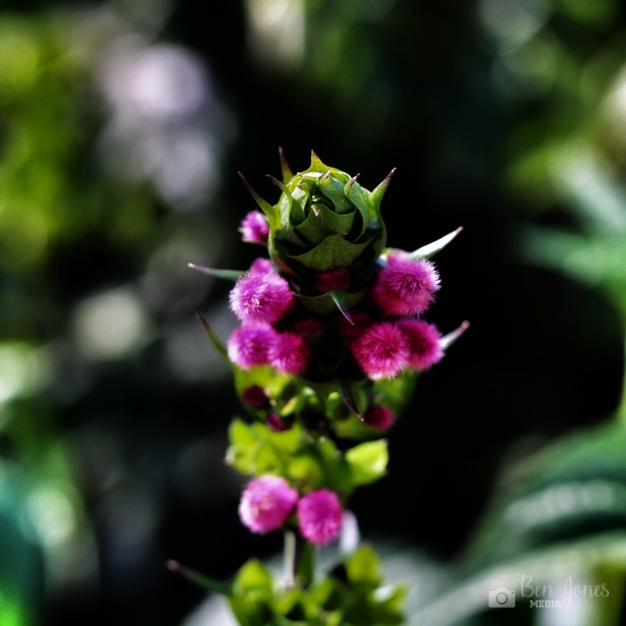 BenJonesMedia1's tweet photo. Absolutely mesmerized by the total radness of this plant! 😍🌿✨

#BotanicalBeauty #NatureMagic  #photooftheday  #photography  #picoftheday #radness #rad #photooftheday #photography #picoftheday #nature #photo #capture #naturephotography #beautiful  @atlbotanical_gv @AtlBotanical https://t.co/VD5LdFXd8g
