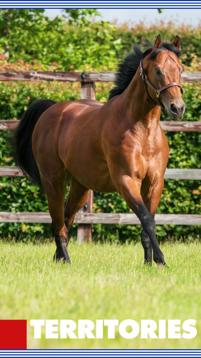 🇬🇧 #WallpaperWednesday 
Why not update your wallpaper to #Territories. A new Stakes-winning juvenile filly at the weekend and a strike-rate of 10% Group horses to runners from his two-year-old crop💥