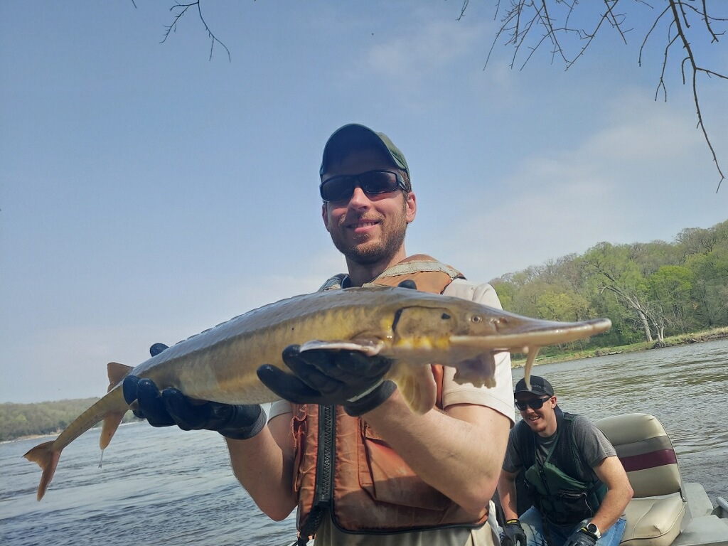 Reminder for those looking for graduate programs and interested in native species conservation, fisheries management, ecohydrology application review starts end of this week! Come join our team to study Shovelnose Sturgeon movement ecology!
moorefishlab.weebly.com/work-with-us.h…