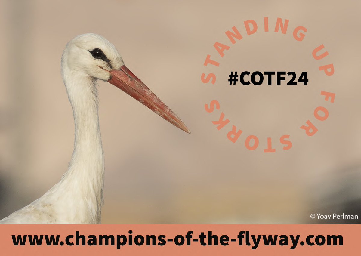 Going to @WWTMartinMerefor #NorthWestBirdFair? See the magnificent #DuncanMacDonald from @sounds_wild and collect some of these lovely postcards to promote @flywaychampions 2024. Can you help to #StandUpForStorks? #IfYoureTravellingintheNorthCountryFair