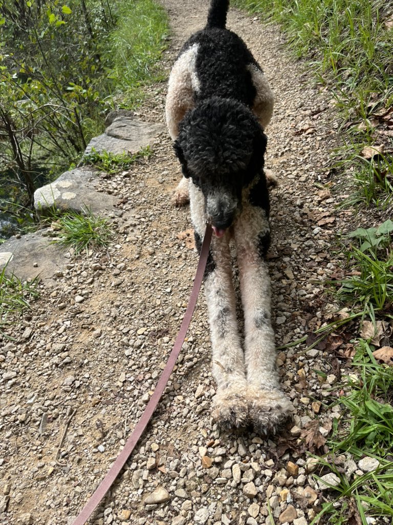 russerdog's tweet photo. Man’s do a big stretch https://t.co/VPNrEwvRr7