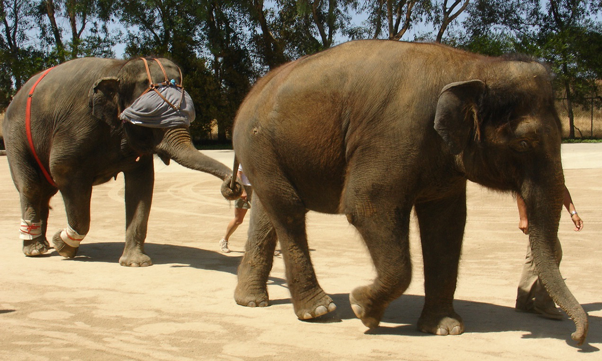 Max Kurz, PhD (@prof_kurz) on Twitter photo Elephants continue to provide amazing and unique insights on the neuromechanics of large land animals. Our latest experimental outcomes, conducted with <a href="/JohnRHutchinson/">Professor John R. Hutchinson</a>, show that vision plays an important role in the precision of the elephant's steps.
tinyurl.com/368y4jfr Elephants continue to provide amazing and unique insights on the neuromechanics of large land animals. Our latest experimental outcomes, conducted with <a href="/JohnRHutchinson/">Professor John R. Hutchinson</a>, show that vision plays an important role in the precision of the elephant's steps.
tinyurl.com/368y4jfr