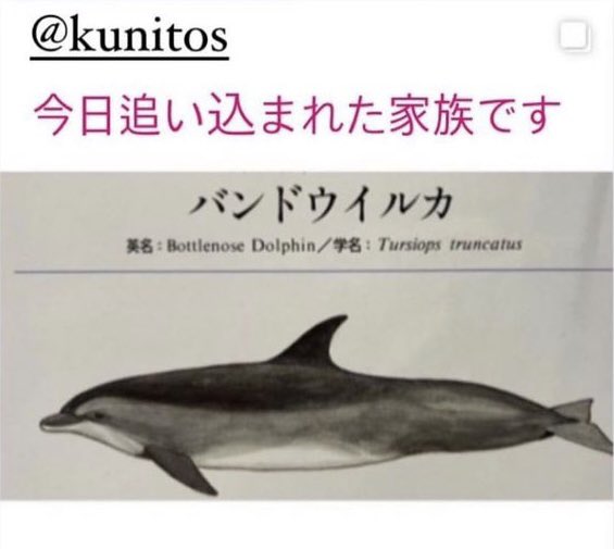 fraise_5's tweet photo. @KunitoSeko クニトさん、毎日長時間の見守りお疲れ様です🙇♀️
70頭以上も捕らえられたのですね・・・辛いです😭
Sad Black Cove Day 🖤🐬🖤
#和歌山
#太地町
#taiji
#イルカ追い込み猟
#イルカショー観に行かないで
#水族館のチケット買わないで
#イルカ追い込み猟の廃止を求めます https://t.co/DTGWS4zmc8