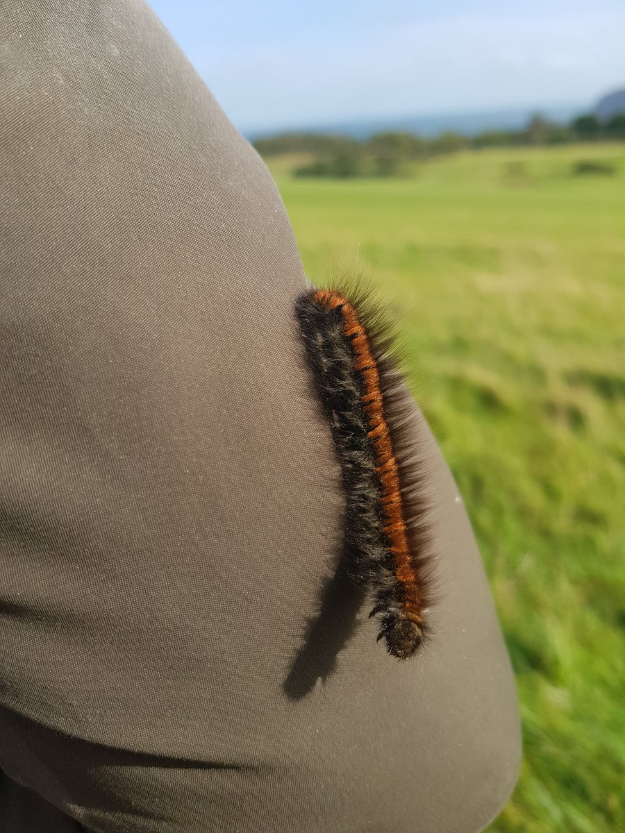 ciaranshaman's tweet photo. Had this fabulous fox moth caterpillar on me a couple of days ago at Brotton golf course. Largest one that I've ever seen - must be up at the top end of its size range. A late one too. Here's hoping it burrows down and successfully hatches next year. @teesbirds1 #ukmoth #nature https://t.co/UzOUlTLGUd