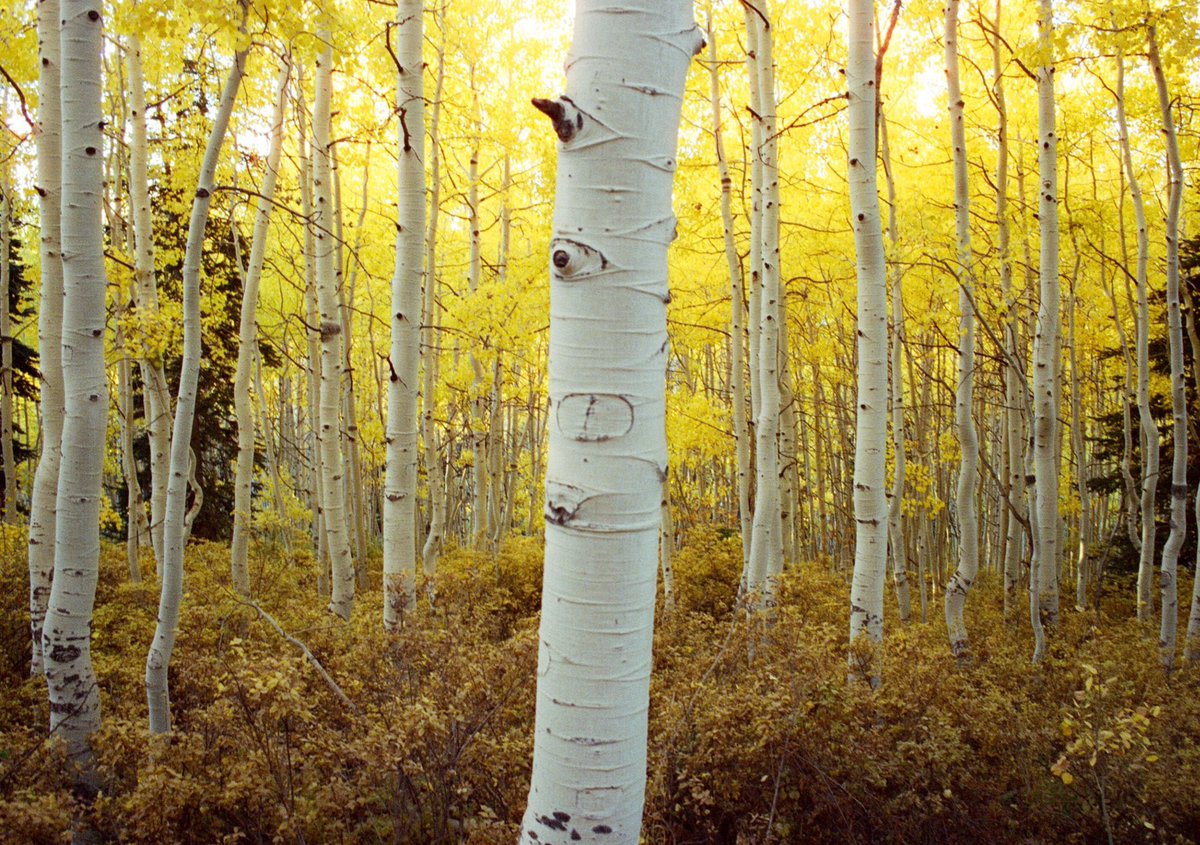 jakob_lr's tweet photo. Fall in Colorado on 120 film 🎞️ https://t.co/VTJmjZWX1I