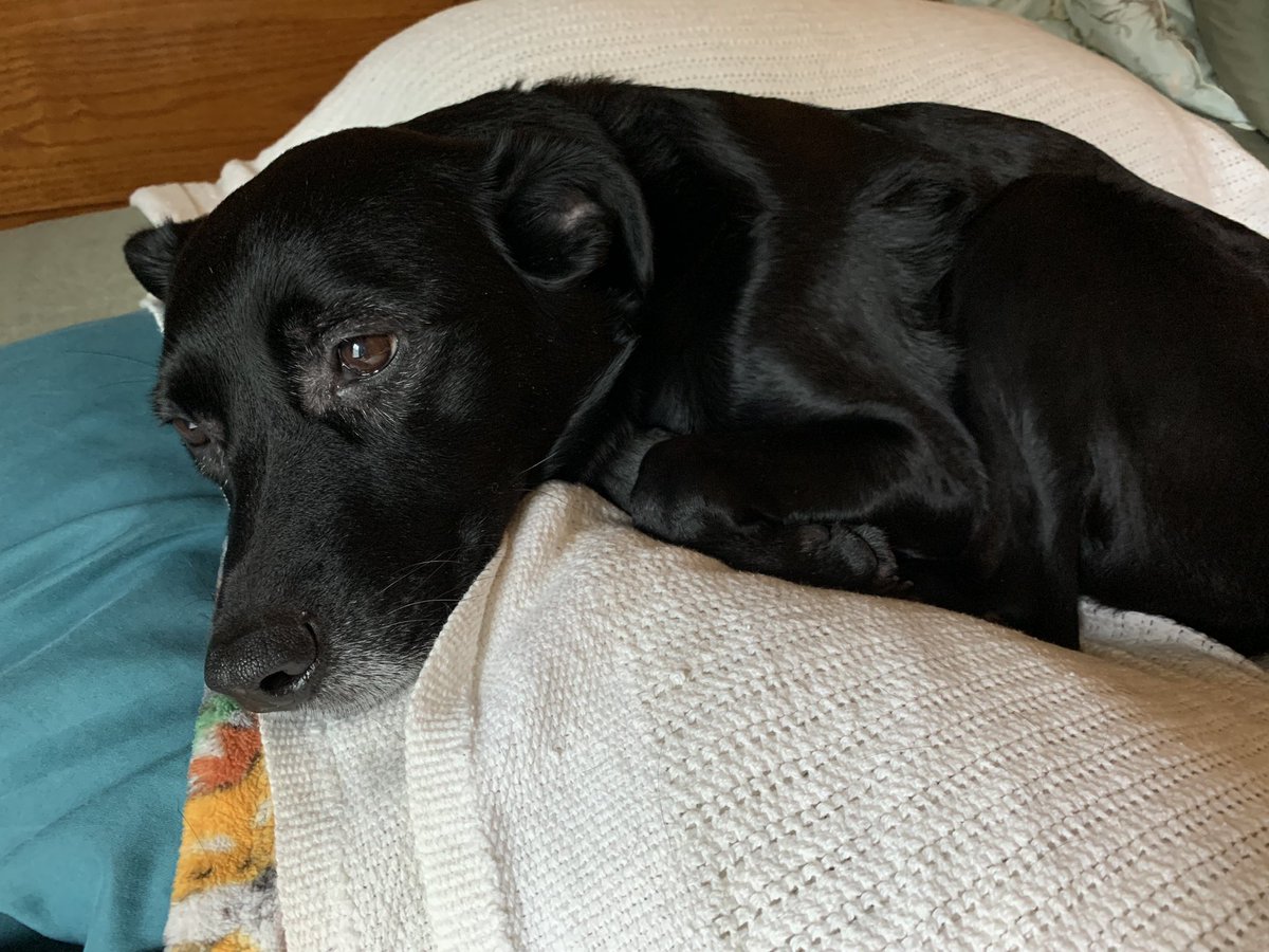 sassylady1103's tweet photo. Wonder what’s going on in her head. She looks like she’s got the weight of the world on her mind. ❤️
#SweetLu https://t.co/IYhY6HF5rB