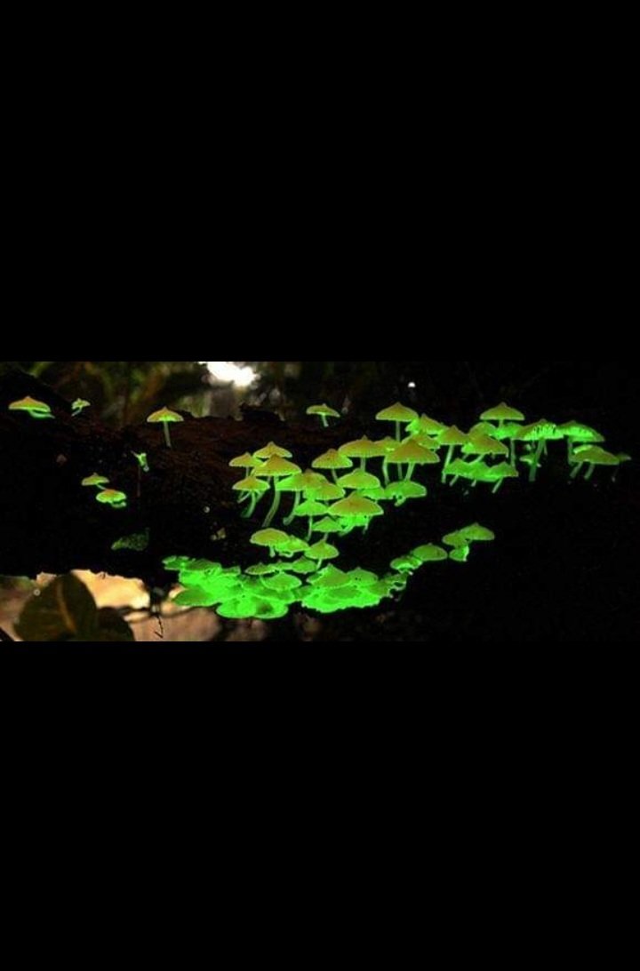 CINDY_TLC's tweet image. #CanonRSA Morels ( wild mushrooms) this is incredible amazing 💚💚💚💚💚💚💚💚💚💚💚💚💚💚💚💚💚💚💚💚💚💚💚💚🤍❤🤍❤🤍❤🤍❤🤍❤🤍❤🤍❤🤍❤🤍❤🤍❤🤍❤🤍❤🤍💚💚💚💚💚💚💚💚💚💚💚💚💚💚💚💚💚💚💚💚💚💚💚💚💚💚💚💚💚💚💚💚💚💚💚💚💚💚💚💚💚💚LOOK AT NATURE 💚💚💚