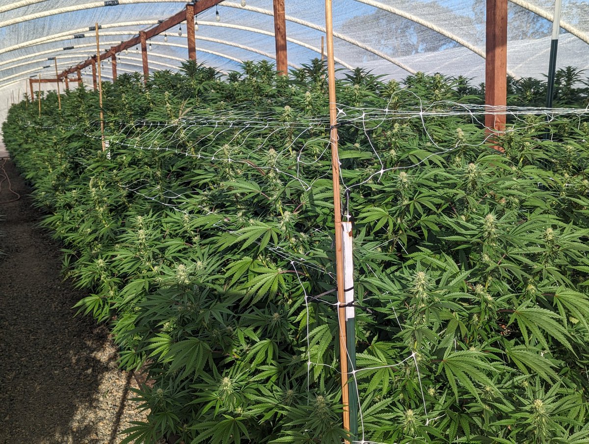 About to start leafing these hogs.. plants looking beefy early on. Sometimes you don't know how the end is going to turn out but when it's going to be good there will be signs 😆 🏎️💨🔥 #cantstop #wontstop #tunnelvision