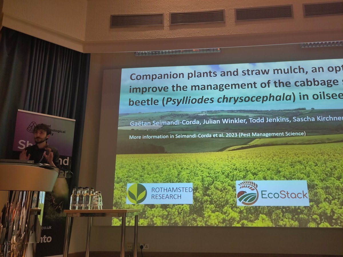 JordanCuff's tweet photo. @RoyEntSoc Last talk of the day from @CordaGaetan! Harvested area of OSR has dropped in UK and flea beetles reduce yields further - can companion crops help? Companion cropping reduces flea beetle abundance and feeding damage but extent depends on companion crop and density effects!#SusAg23 https://t.co/bGx9Pg8Bkb