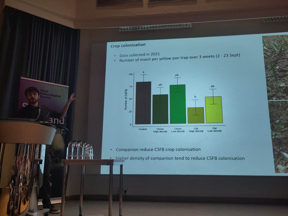Jordan Cuff 🕸️🧬🕷️ (@jordancuff) on Twitter photo <a href="/RoyEntSoc/">Royal Entomological Society</a> Last talk of the day from <a href="/CordaGaetan/">Gaetan Seimandi-Corda</a>! Harvested area of OSR has dropped in UK and flea beetles reduce yields further - can companion crops help? Companion cropping reduces flea beetle abundance and feeding damage but extent depends on companion crop and density effects!#SusAg23 <a href="/RoyEntSoc/">Royal Entomological Society</a> Last talk of the day from <a href="/CordaGaetan/">Gaetan Seimandi-Corda</a>! Harvested area of OSR has dropped in UK and flea beetles reduce yields further - can companion crops help? Companion cropping reduces flea beetle abundance and feeding damage but extent depends on companion crop and density effects!#SusAg23