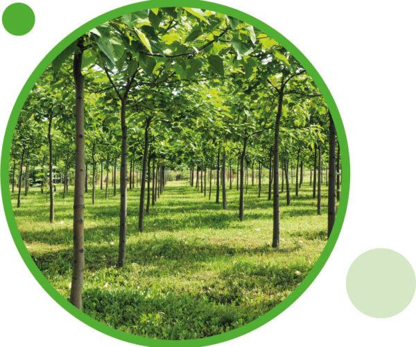 Join Us in Planting Oxygen-Producing Trees to Combat Climate Change!

gofund.me/678d2e32

Are you concerned about the escalating effects of climate change and the increasing levels of carbon dioxide (CO2) in our atmosphere?