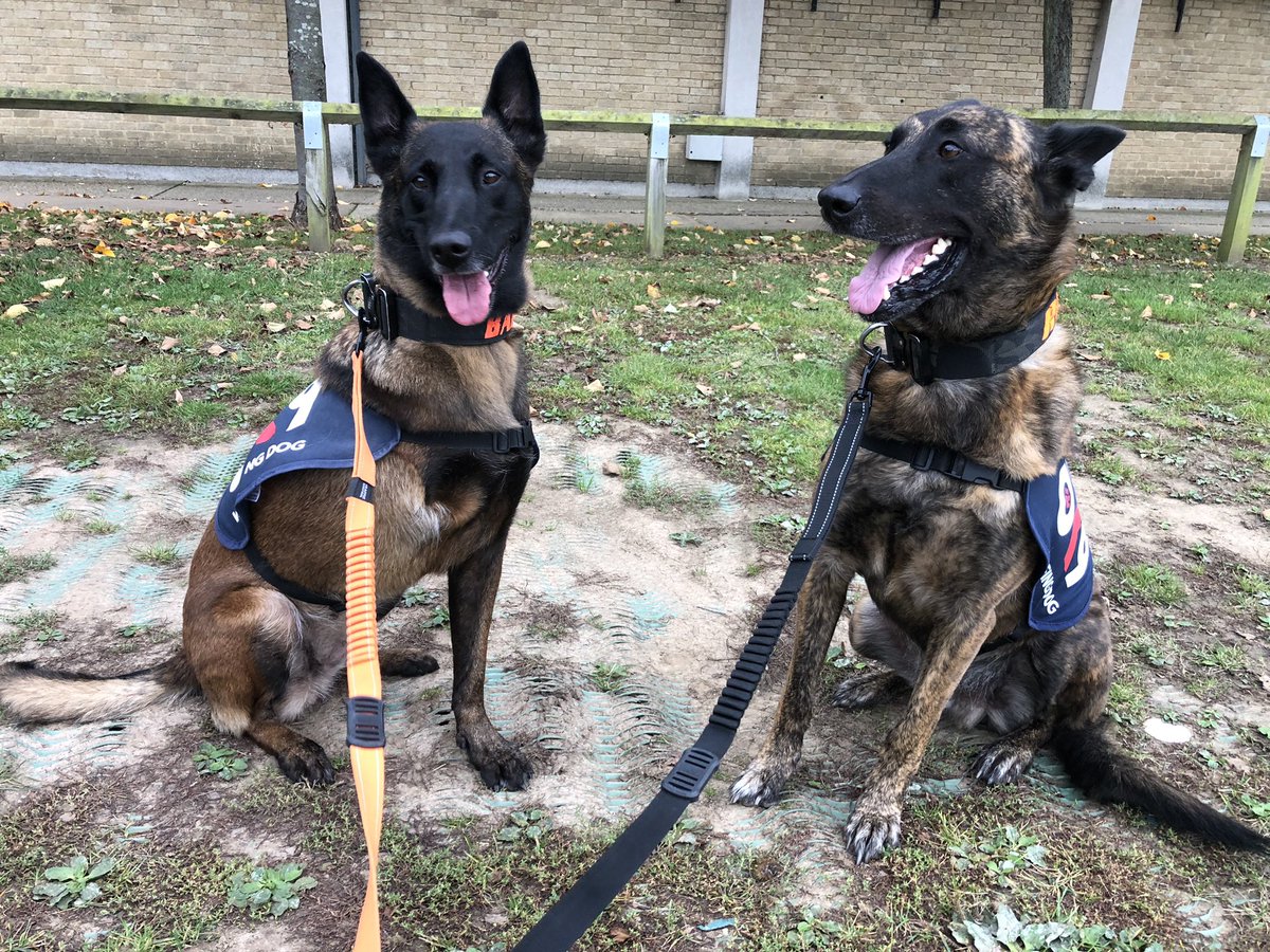 Chappers2013's tweet photo. This afternoon @PBaloo and #RPDRex met the newest #heroesinheadsets during their training at @EssexPoliceUK HQ
#wellbeingdog 💙
@OscarKiloNine @OscarKiloUK https://t.co/s1RI0itv9l