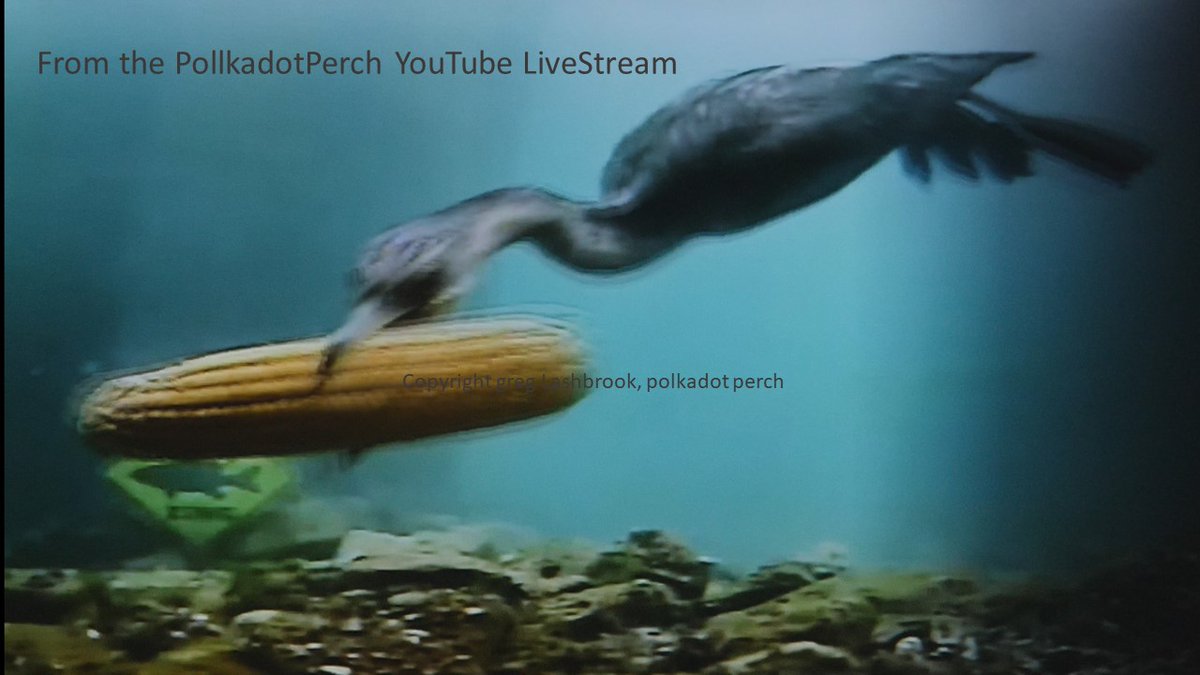Freshwaterlover's tweet photo. You never know what you'll see on the #PolkaDotPerch Great Lakes Livestream! Check it out today!! https://t.co/xwWU8sE9G8 https://t.co/pTf37VqL7T