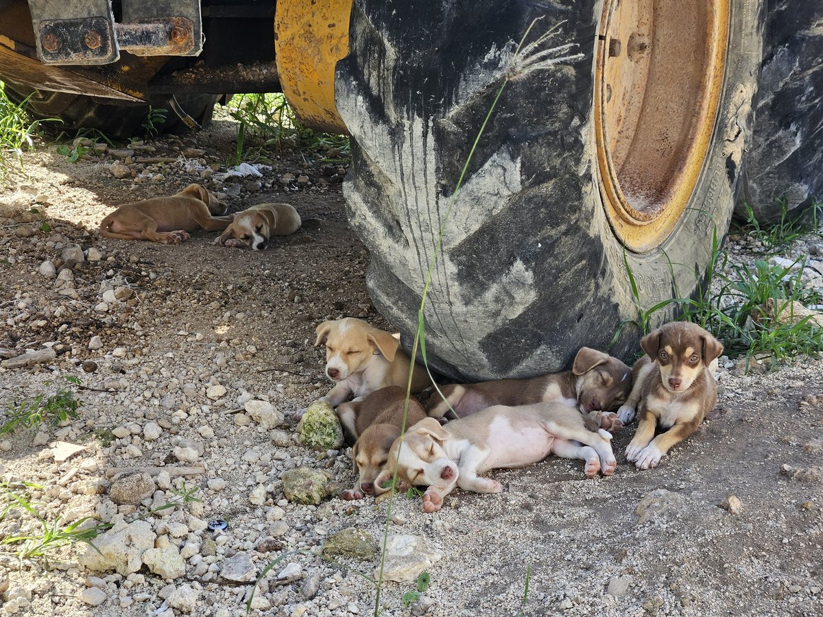 furlooong's tweet photo. Amigos por si alguien gusta estos cachorros nacieron aqui en la obra son 2 camadas de diferentes madres y en total tenemos 15, hay tanto hembras como machos masomenos mitad y mitad por si alguien gusta adoptar...son tamaño mediano y ya tienen entre 2-3 meses https://t.co/YzJIU8bS2J