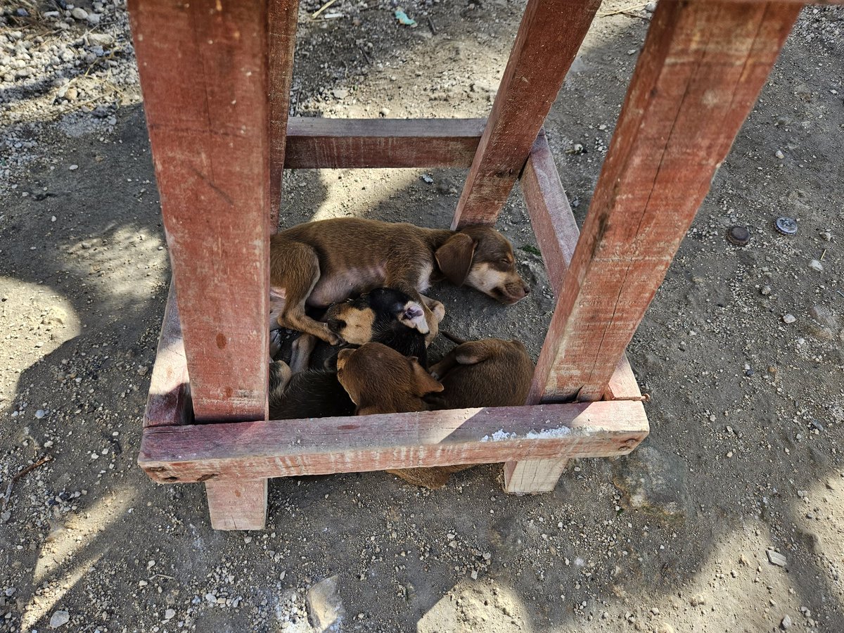 furlooong's tweet photo. Amigos por si alguien gusta estos cachorros nacieron aqui en la obra son 2 camadas de diferentes madres y en total tenemos 15, hay tanto hembras como machos masomenos mitad y mitad por si alguien gusta adoptar...son tamaño mediano y ya tienen entre 2-3 meses https://t.co/YzJIU8bS2J