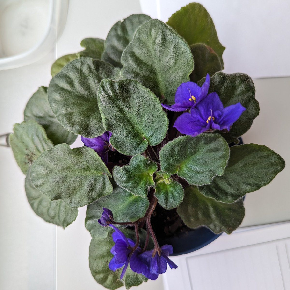 Today in #Science  we started our plant observation logs🪴We'll be observing the growth of our African violet over the course of the next few weeks, and writing down and drawing the changes we notice! 🔎 #LongfellowBears #WeAreD97