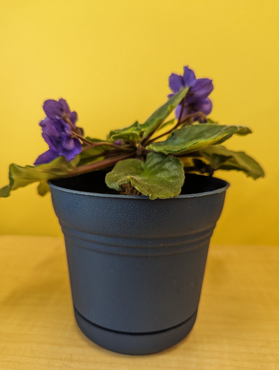 Mr. Sassetti's 3rd Grade tweet media