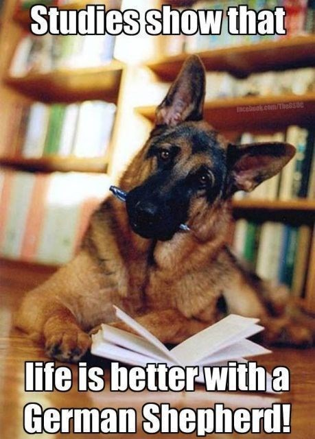 all_about_gsd's tweet photo. #gsd #gsd_feature #germanshepherdlabmix #gsdowner #gsddaily #germanshepherdinstagram #gsdloverss #germanshepherdrescueofoc #deutscherschäferhundwelpe #germanshepherdsofinsta #germanshepherdhuskymix #germanshepherdpuppies #germanshepherdmom #germanshepherdsdaily #gsdofinstagram https://t.co/cKBWAiRubs