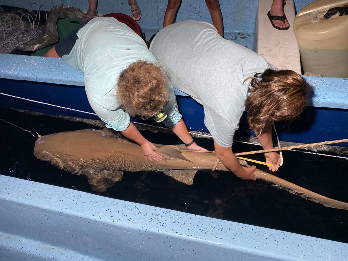 Shark in the Dark 🦈Researchers carefully collect data from this nurse shark, a protected species in #Belize, to help monitor population health. The shark was promptly released after the workup. For more, watch 'Sharks in Belize: Jaguars of the Sea” youtu.be/10Bh3F6PxzA