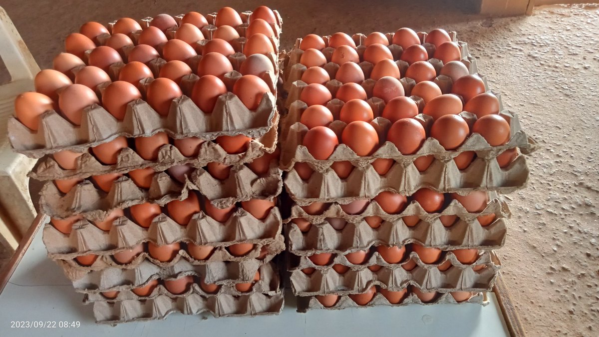 TerdooGambe's tweet photo. Nutritious energy eggs from me https://t.co/c8AO2NSiOh