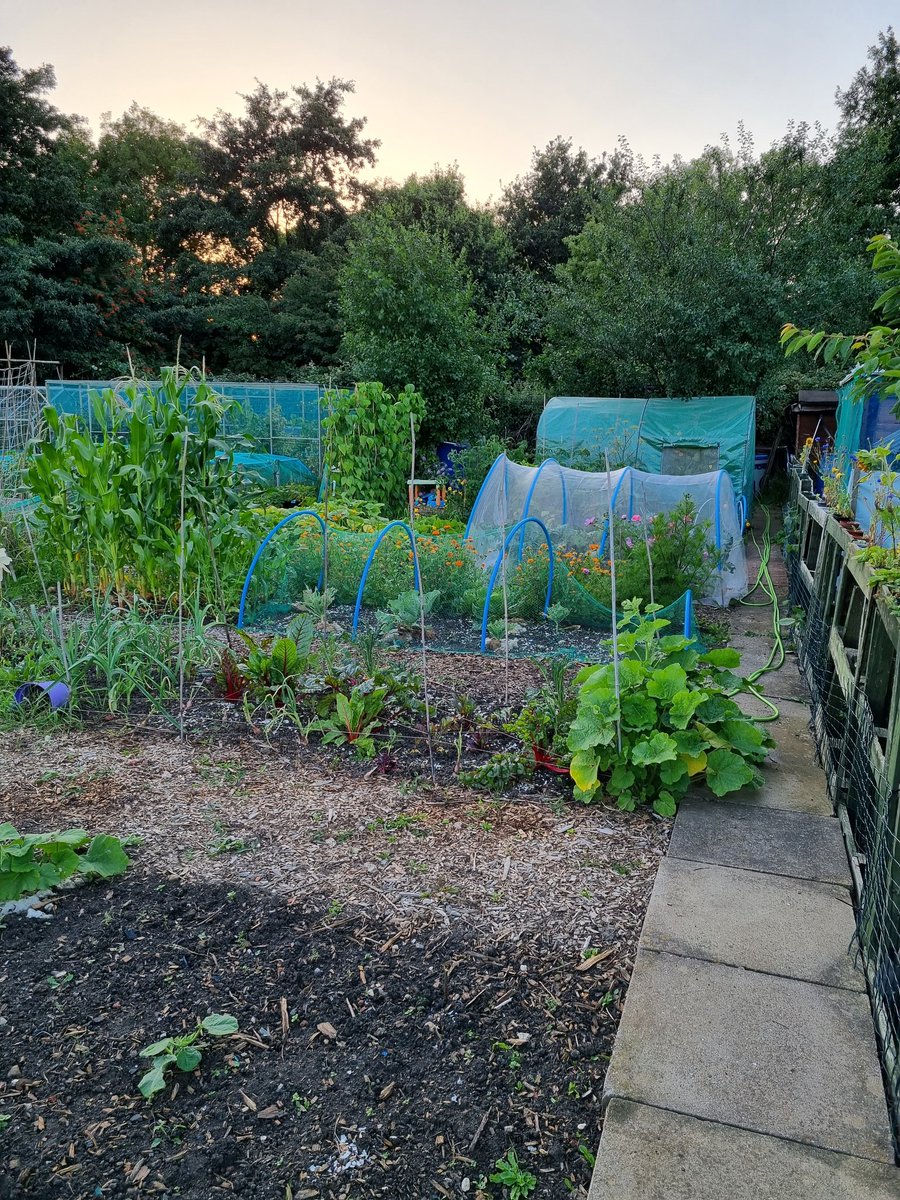 Anna278246's tweet photo. My before and after of my happy place, just over a year apart. #kitchengarden #allotment #peace https://t.co/5S2ZU6dA4e