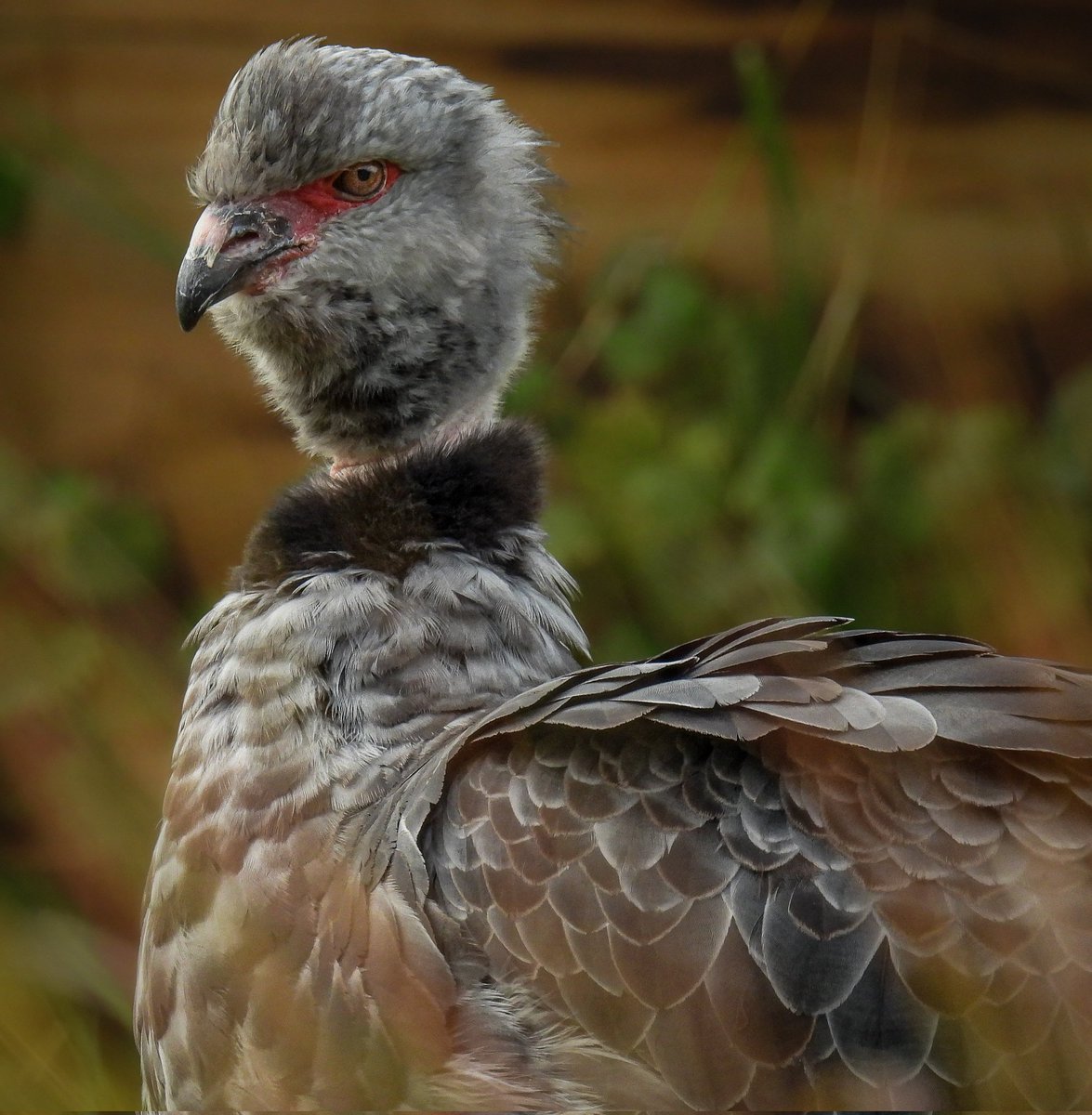 emmabphotos's tweet image. Close up of the Southern Screamer

#southernscreamer #crestedscreamer #waterfowl #american #birds #birdsofinstagram #wwtslimbridge #birdphotography #wildlifephotography #naturephotography #nikonp950 #birdsonearth #chaunatorquata #wildlifelovers #your_wildlife