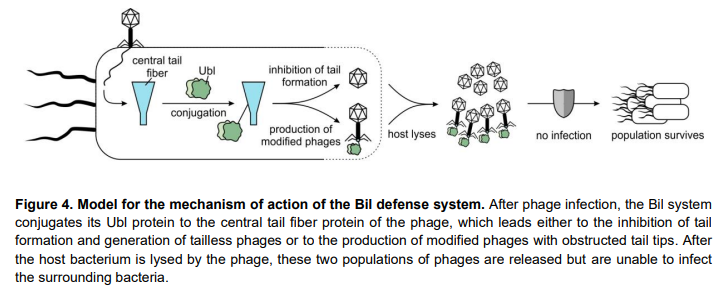 One of the fantastic bacterial defense systems #phage #Bil #Ubiquitin