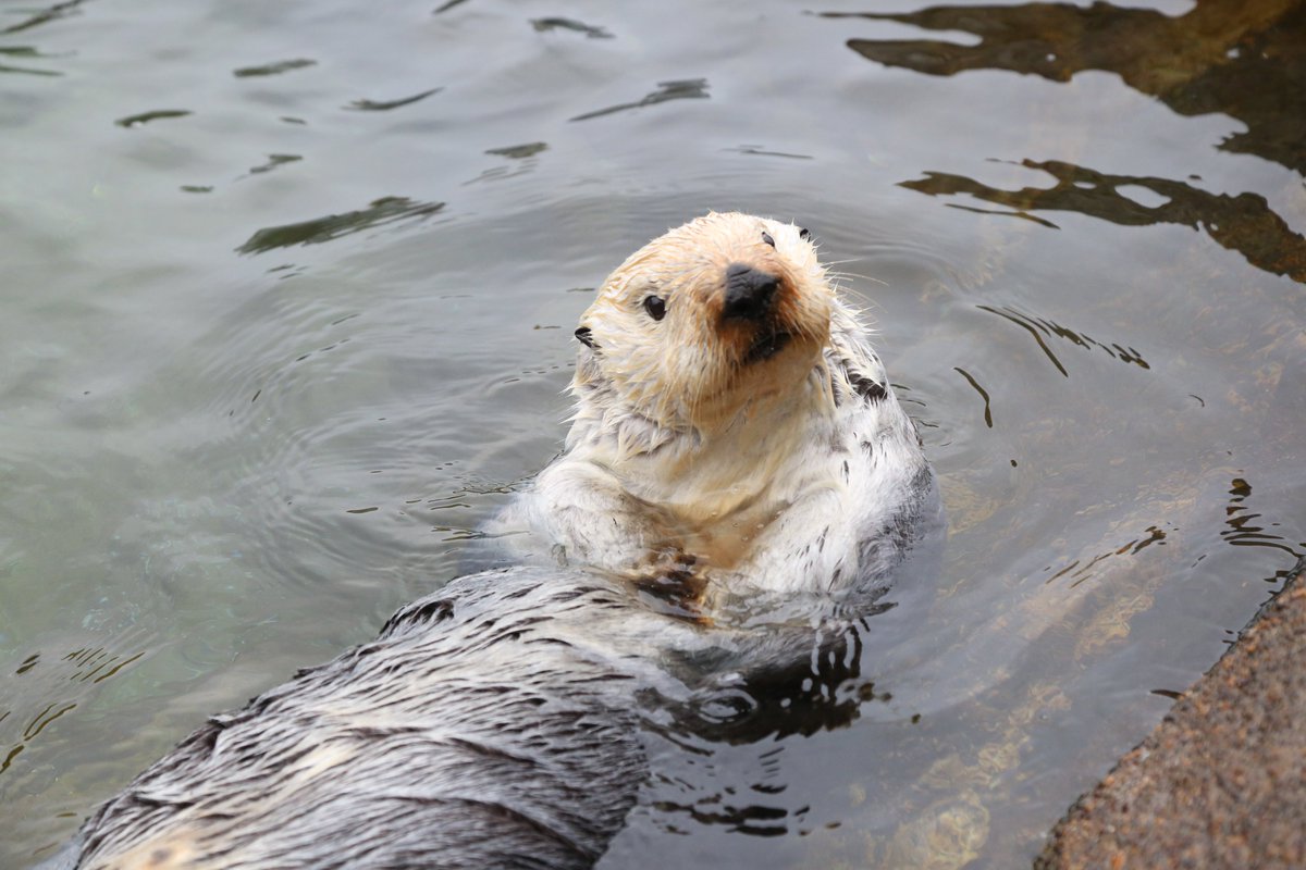 Schuster is the eldest member of our #seaotter trio. He stranded in 2011 with a wound on his side-a possible shark bite. He got care at @MontereyAq + was declared non-releasable. He’s named after Steve Schuster, the pilot who brought him to us! 🦦